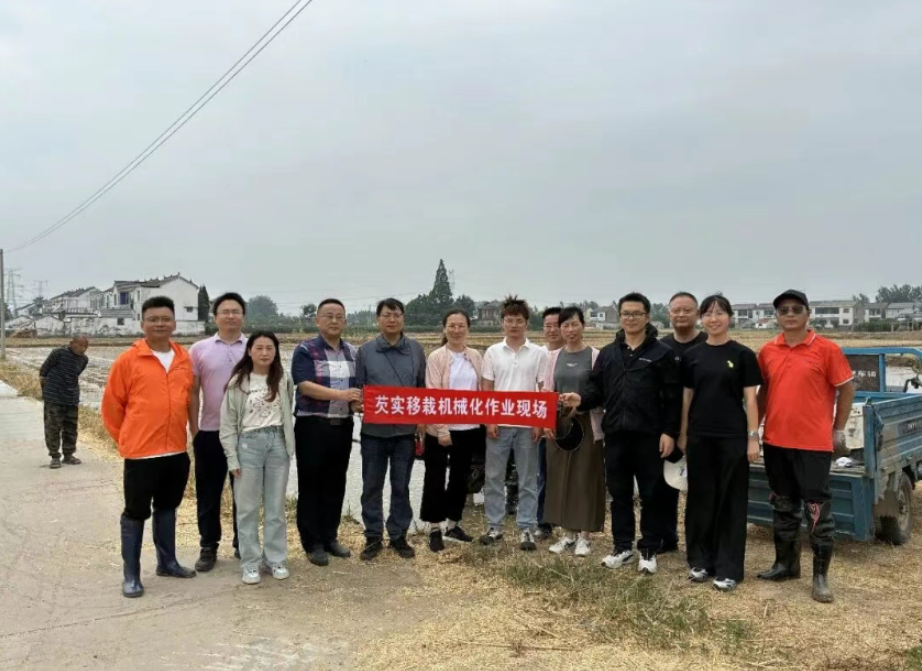 创新：芡实移栽机在淮安试验